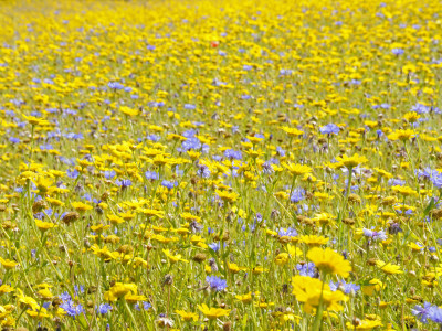 Summer Wildflower Meadow With Corn Marigold And Cornflower Uk, July by Gary Smith Pricing Limited Edition Print image