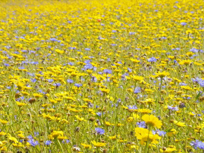 Summer Wildflower Meadow With Corn Marigold And Cornflower Uk, July by Gary Smith Pricing Limited Edition Print image