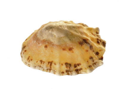 Common Limpet Shell, Normandy, France by Philippe Clement Pricing Limited Edition Print image