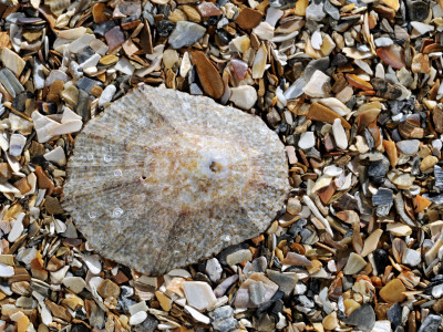 Rayed Mediterranean Limpet Shell On Beach, Mediterranean, France by Philippe Clement Pricing Limited Edition Print image