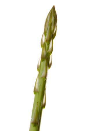 Wild Asparagus Shoot Spain by Niall Benvie Pricing Limited Edition Print image