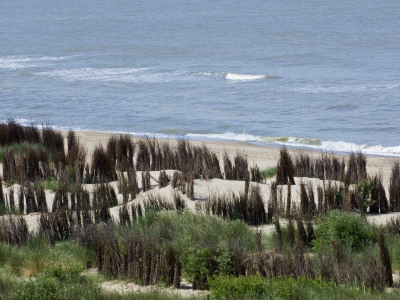 Beach And Dunes With Man-Made Osier Hedges Planted To Stabilise The Sand, North Sea, Belgium 2008 by Philippe Clement Pricing Limited Edition Print image