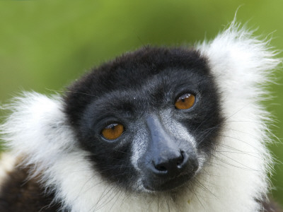 Black And White Ruffed Lemur Portrait, Madagascar by Edwin Giesbers Pricing Limited Edition Print image