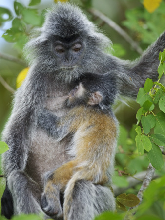 Silvered Langur Female Suckling Baby In Tree, Bako National Park, Sarawak, Borneo by Tony Heald Pricing Limited Edition Print image