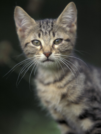 European Brown Tabby Kitten, Portrait by Adriano Bacchella Pricing Limited Edition Print image