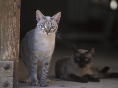 European Grey Tabby White Spotted Cat With Another Behind, In Doorway, Italy by Adriano Bacchella Pricing Limited Edition Print image