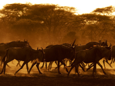 Wildebeest Running, Tanzania by Edwin Giesbers Pricing Limited Edition Print image