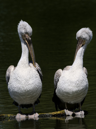 Dalmatian Pelican Two Preening, Iucn Vulnerable, From Asia by Eric Baccega Pricing Limited Edition Print image
