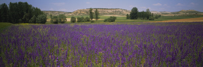 Flowers In A Field, Castile, Leon, Spain by Panoramic Images Pricing Limited Edition Print image