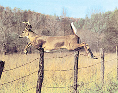 Deer Jumping Fence by Bill Lea Pricing Limited Edition Print image