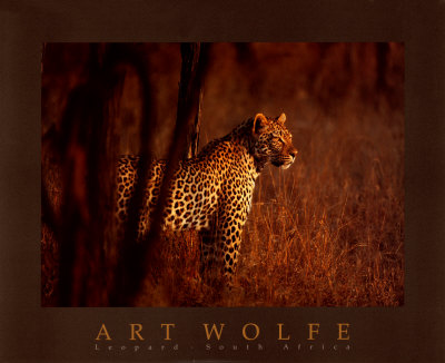 Leopard by Art Wolfe Pricing Limited Edition Print image