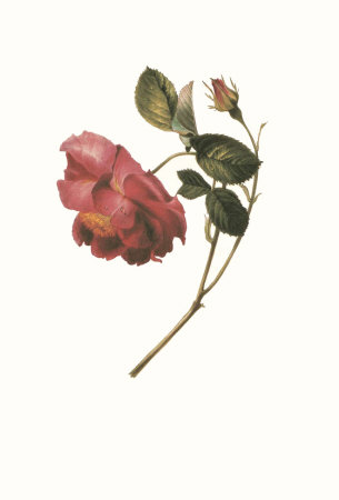 Rose by James Holland Pricing Limited Edition Print image