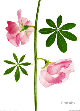 Sweet Pea And Lupin Leaves by Fleur Olby Pricing Limited Edition Print image