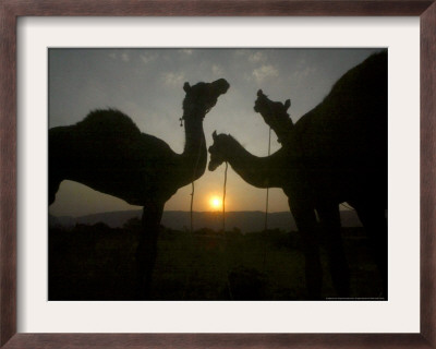 Camels At The Annual Cattle Fair In Pushkar, India, November 2, 2006 by Rajesh Kumar Singh Pricing Limited Edition Print image