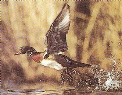 Flying Wood Duck by S. Nelson Pricing Limited Edition Print image