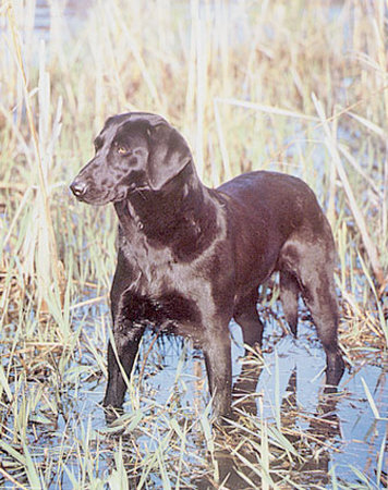 Black Lab by Bob Firth Pricing Limited Edition Print image