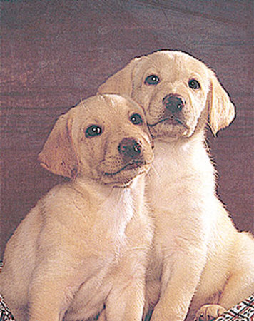 Lab Pups by Ron Kimball Pricing Limited Edition Print image