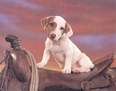 Jack Russell Terrier by Ron Kimball Pricing Limited Edition Print image