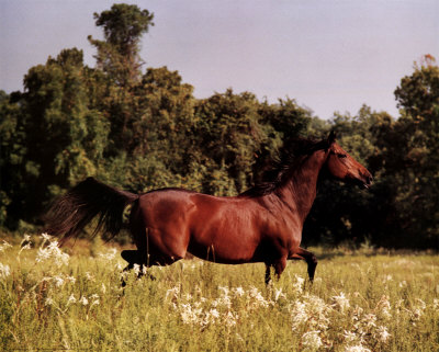 Brown Horse Running by Kendra Bond Pricing Limited Edition Print image