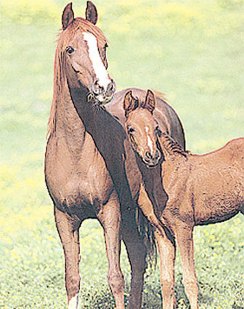 Horse And Colt by Tom Brakefield Pricing Limited Edition Print image