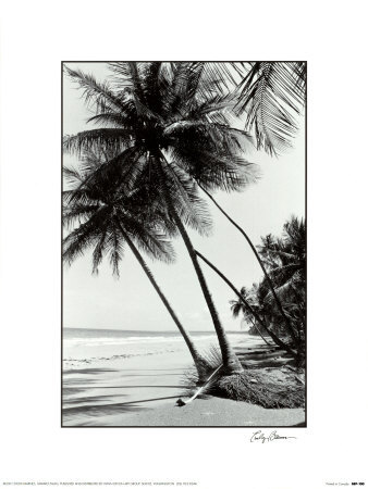 Mayaro Palms by Evelyn Barnes Pricing Limited Edition Print image