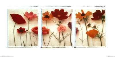 Wild Flowers by Deborah Schenck Pricing Limited Edition Print image