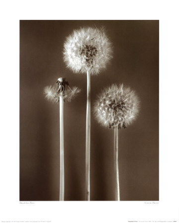 Dandelion Three by Graeme Harris Pricing Limited Edition Print image