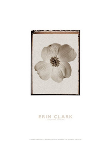Dogwood Blossom by Erin Clark Pricing Limited Edition Print image