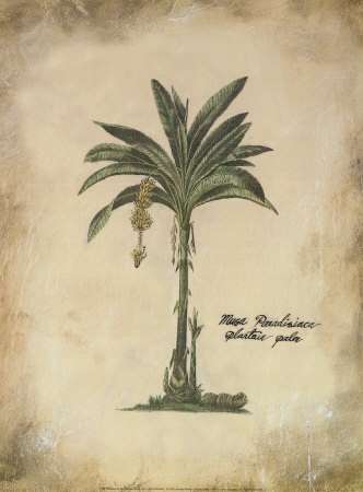 Plantain Palm by Hewitt Pricing Limited Edition Print image