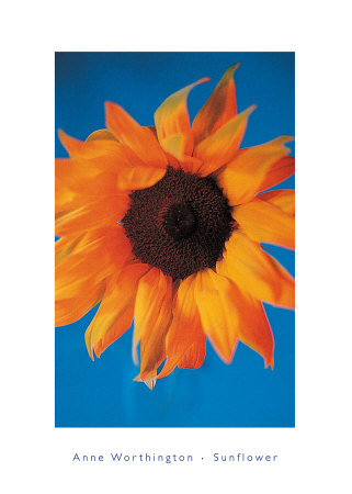 Sunflower by Anne Worthington Pricing Limited Edition Print image