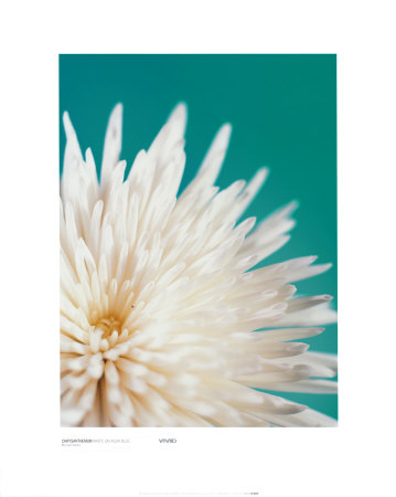 Chrysanthemum, White On Aqua Blue by Michael Banks Pricing Limited Edition Print image