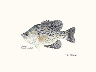 Crappie Fish by Ron Pittard Pricing Limited Edition Print image