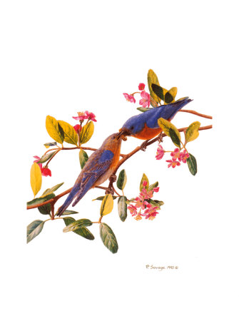 Eastern Bluebird by Patricia Savage Pricing Limited Edition Print image