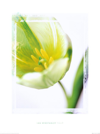 Tulip by Ian Winstanley Pricing Limited Edition Print image