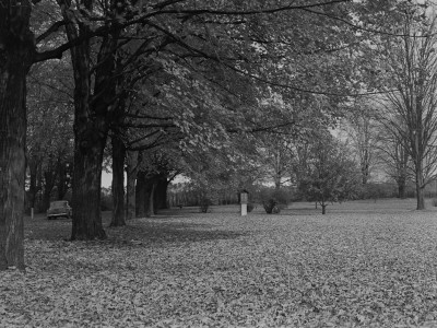 Autumn Leaves Under Trees In Park by George Marks Pricing Limited Edition Print image