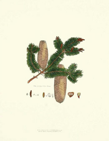 Silver Fir Tree by John Miller (Johann Sebastien Mueller) Pricing Limited Edition Print image