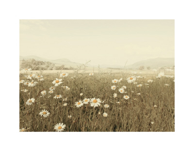Field Of Daisies by Ian Winstanley Pricing Limited Edition Print image
