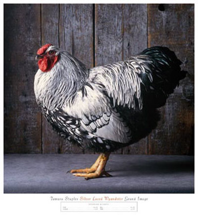 Silver Laced Wyandotte by Tamara Staples Pricing Limited Edition Print image