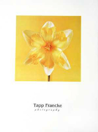 Yellow Flower by Tapp Francke Pricing Limited Edition Print image