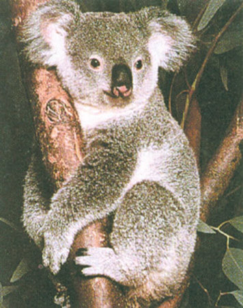 Koala by Ron Kimball Pricing Limited Edition Print image