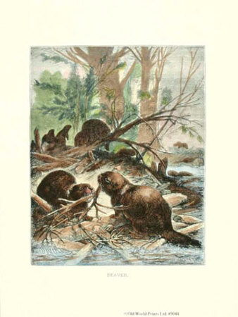 Beaver by Friedrich Specht Pricing Limited Edition Print image