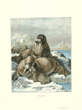 Walrus by Friedrich Specht Pricing Limited Edition Print image