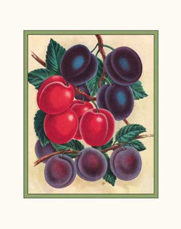 Botanical Plums by Cynthia Hart Pricing Limited Edition Print image