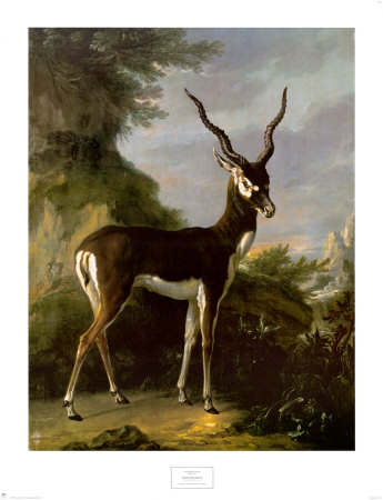 Indian Blackbuck by Jean-Baptiste Oudry Pricing Limited Edition Print image