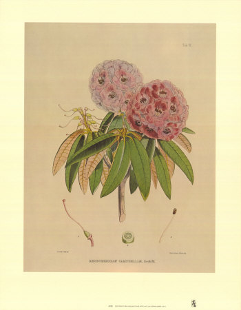 Campeelliae Sheopore Nepal by Joseph Dalton Hooker Pricing Limited Edition Print image