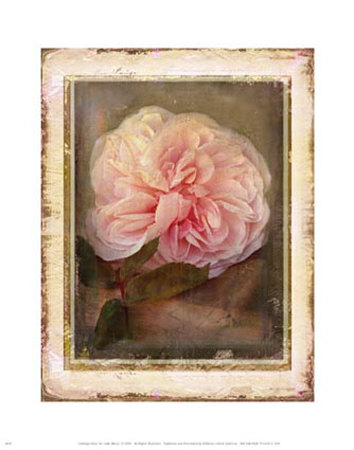 Cabbage Roses by Linda Maron Pricing Limited Edition Print image