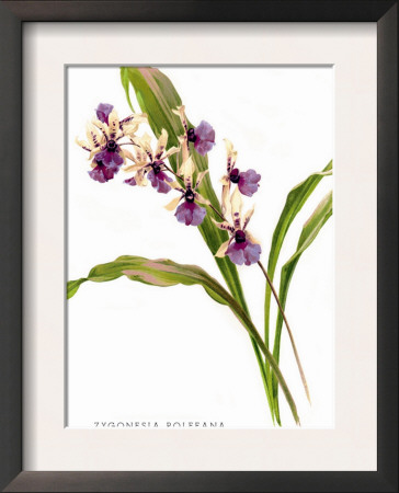 Zygonesia Rolfeana by H.G. Moon Pricing Limited Edition Print image