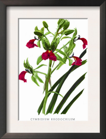 Cymbidium Rhodochilum by H.G. Moon Pricing Limited Edition Print image