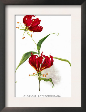 Gloriosa Rothschildiana by H.G. Moon Pricing Limited Edition Print image