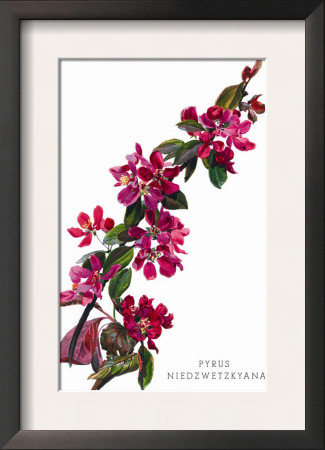 Pyrus Niedzwetzkyana by H.G. Moon Pricing Limited Edition Print image